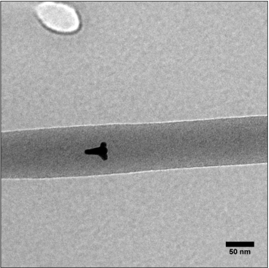 Transmission electron micrograph of gold nanostars embedded in polymer nanofibers