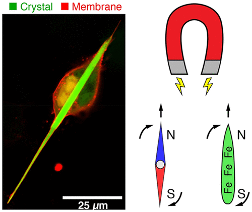 Scanning electron micrograph of magnetic iron oxide nanorods grown inside human cells