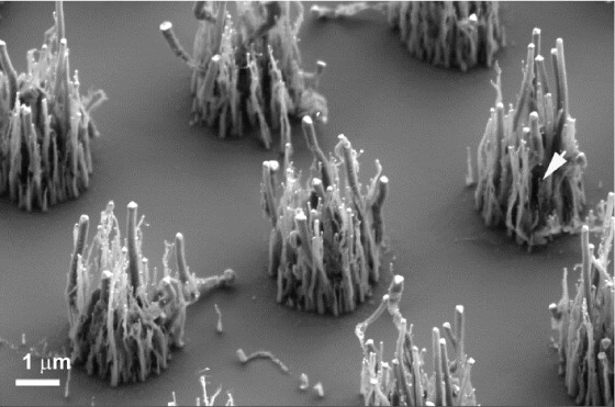 Scanning electron micrograph of vertically aligned carbon nanofibers